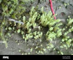 Attēlu rezultāti vaicājumam “Pohlia wahlenbergii”