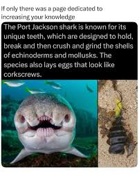 Image result for Heterodontus portusjacksoni