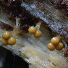 Attēlu rezultāti vaicājumam “Oligonema persimile spores”