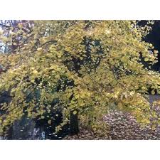 Attēlu rezultāti vaicājumam “Tilia tomentosa”