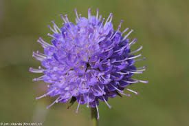 Image result for Succisa pratensis