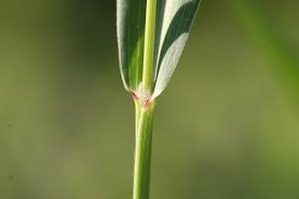 Attēlu rezultāti vaicājumam “Setaria viridis leaf”