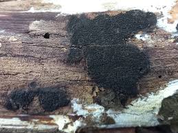 Attēlu rezultāti vaicājumam “Anthostoma decipiens”