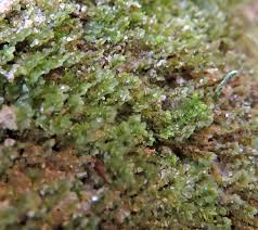 Attēlu rezultāti vaicājumam “Leiocolea rutheana cells”