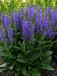 Image result for Salvia pratensis
