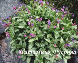 Image result for Pulmonaria Silverado