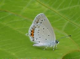 Attēlu rezultāti vaicājumam “Everes argiades”