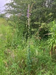 Attēlu rezultāti vaicājumam “Campanula bononiensis”