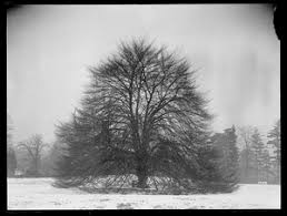 Attēlu rezultāti vaicājumam “Fagus sylvatica fo. laciniata”