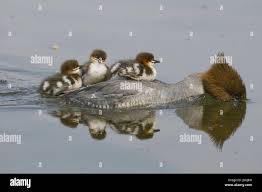 Attēlu rezultāti vaicājumam “Anseriformes”