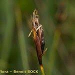 Attēlu rezultāti vaicājumam “Schoenus ferrugineus flower”