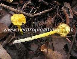 Attēlu rezultāti vaicājumam “Hygrocybe sp.”