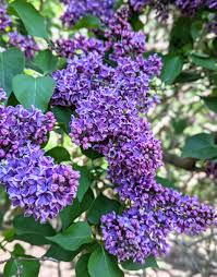 Attēlu rezultāti vaicājumam “Syringa vulgaris fruit”