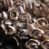 Attēlu rezultāti vaicājumam “Balanus improvisus”