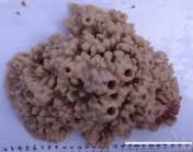 Attēlu rezultāti vaicājumam “Spongia”