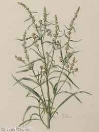 Attēlu rezultāti vaicājumam “Atriplex littoralis”