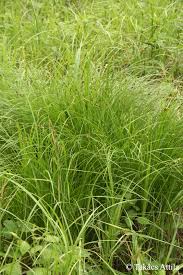 Attēlu rezultāti vaicājumam “Carex cespitosa”