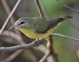 Image result for Vireo philadelphicus