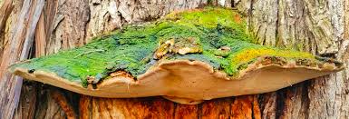 Attēlu rezultāti vaicājumam “Phellinus”