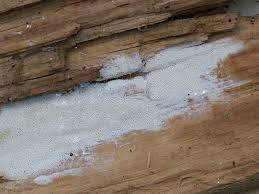 Attēlu rezultāti vaicājumam “Antrodia pulvinascens”