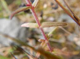 Attēlu rezultāti vaicājumam “Odontites vulgaris leaf”