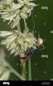 Attēlu rezultāti vaicājumam “Phylloneta cocoon”