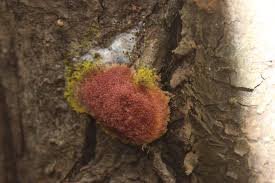 Attēlu rezultāti vaicājumam “Amaurochaete atra spores”