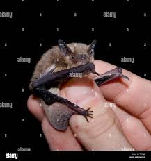 Attēlu rezultāti vaicājumam “Pipistrellus nathusii”