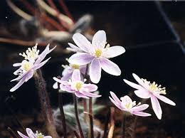 Attēlu rezultāti vaicājumam “Hepatica nobilis flower”