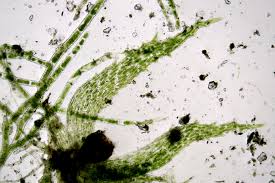 Attēlu rezultāti vaicājumam “Ephemerum serratum”