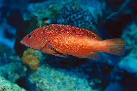 Image result for Cephalopholis fulva