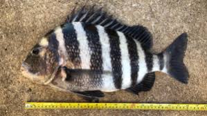 Image result for Archosargus rhomboidalis