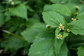 Attēlu rezultāti vaicājumam “Galinsoga quadriradiata leaf”
