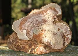 Attēlu rezultāti vaicājumam “Sporophagomyces chrysostomus”