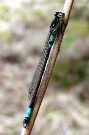 Attēlu rezultāti vaicājumam “Coenagrion armatum male”