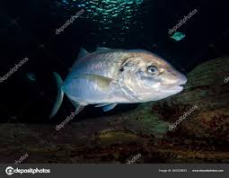 Image result for Pseudocaranx dentex