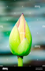 Attēlu rezultāti vaicājumam “Lotus sp. bud”