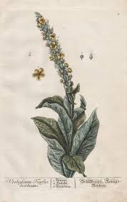 Image result for Königskerzen