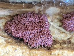 Attēlu rezultāti vaicājumam “Diderma hemisphaericum young”