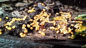 Attēlu rezultāti vaicājumam “Reticularia sp.”