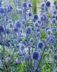 Attēlu rezultāti vaicājumam “Eryngium planum leaf”