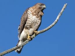 Attēlu rezultāti vaicājumam “Blepharidopterus angulatus imago”