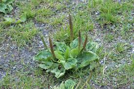 Attēlu rezultāti vaicājumam “Plantago major subsp. intermedia”