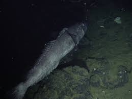 Image result for Bathyraja brachyurops