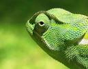 Chameleon (Chamaeleonidae) - Animals - A-Z Animals - Animal Facts ...