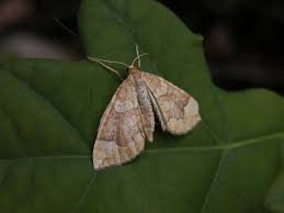 Attēlu rezultāti vaicājumam “Eulithis populata”