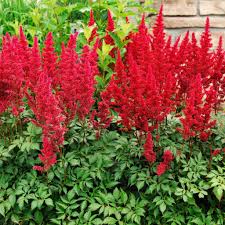 Image result for Astilbe