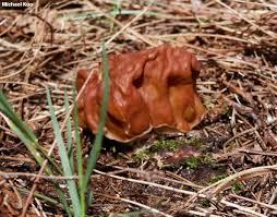 Attēlu rezultāti vaicājumam “Gyromitra gigas”