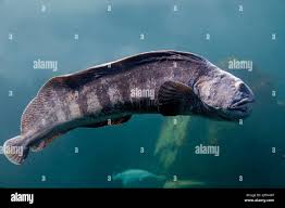 Image result for Anarhichas denticulatus