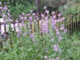 Attēlu rezultāti vaicājumam “Hesperis matronalis”